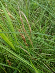 Carex sartwellii