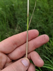 Carex sartwellii