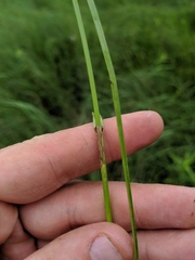 Carex sartwellii
