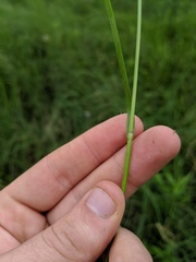 Carex sartwellii