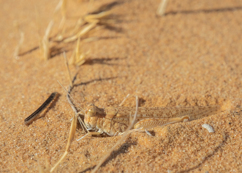 Hyalorrhipis calcarata