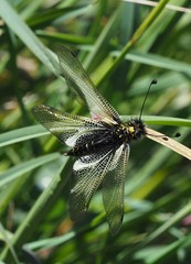Libelloides hispanicus