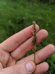 Carex sartwellii