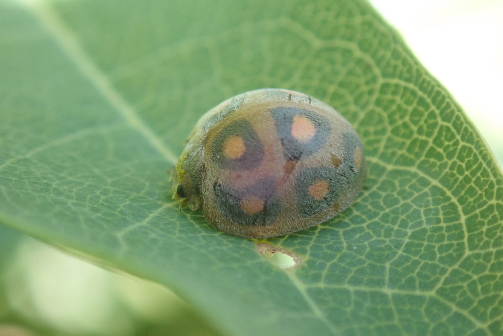 Chnootriba callipepla
