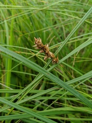 Carex sartwellii