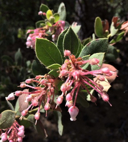 iNaturalist observation photo of California Pinkbract Manzanita