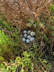 Black Rail photo 2