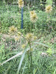 Cyperus lancastriensis