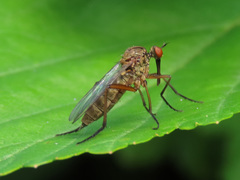Empis livida
