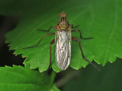 Empis livida