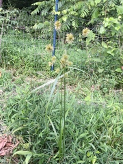 Cyperus lancastriensis