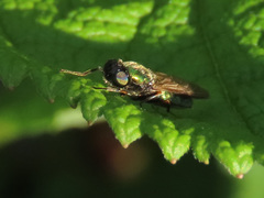Chloromyia formosa