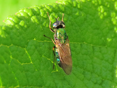 Chloromyia formosa