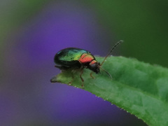 Crepidodera aurata