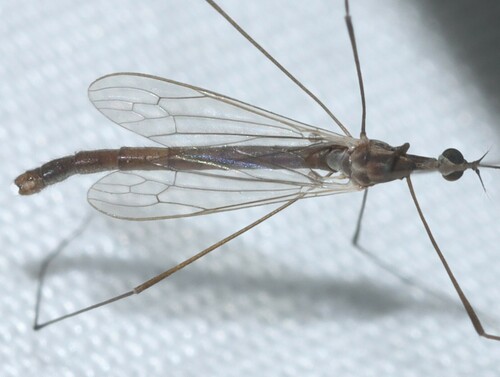 Toxorhina magna photo 2