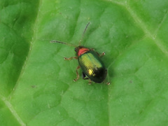 Crepidodera aurata