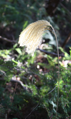 Miscanthus nepalensis