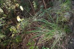 Miscanthus nepalensis