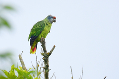 Red-Tailed Amazon photo 2