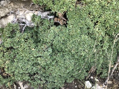 Petrophytum caespitosum