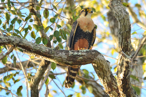Aplomado Falcon