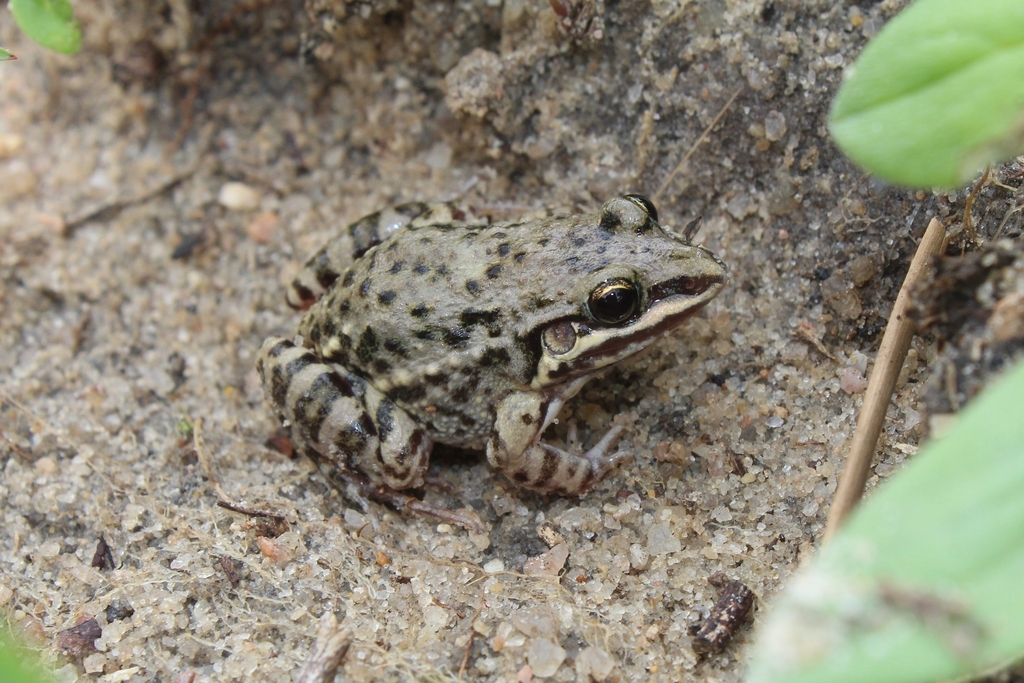Caatinga White-lipped Frog
