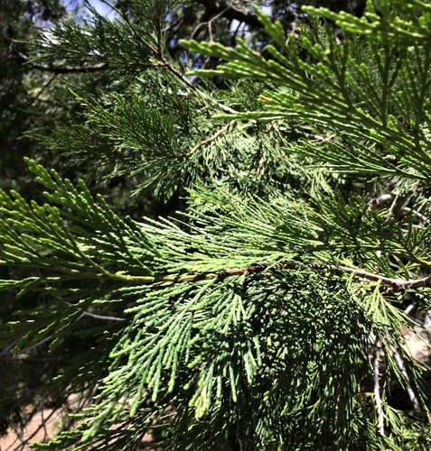iNaturalist observation photo of California incense-cedar