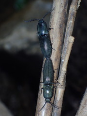 Chalcolepidius viridipilis