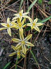 Triteleia ixioides scabra