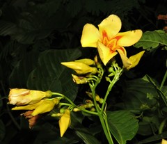 Odontadenia semidigyna