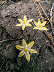 Triteleia ixioides scabra