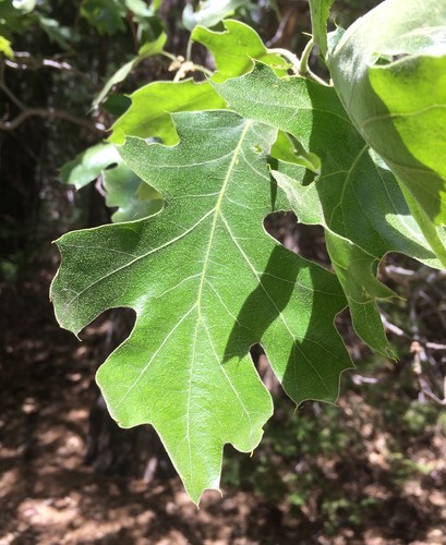 iNaturalist observation photo of California black oak