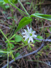 Pseudostellaria
