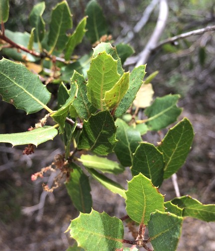 iNaturalist observation photo of interior live oak