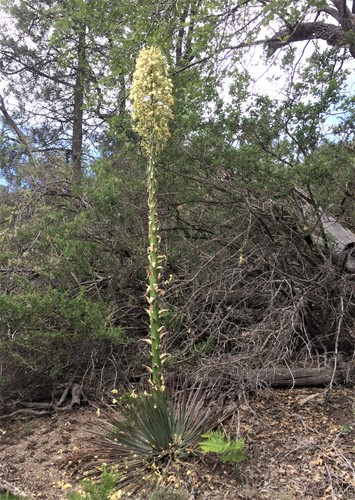 iNaturalist observation photo of chaparral yucca