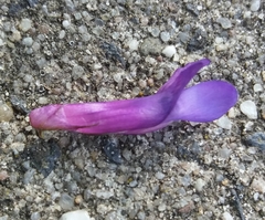 Vicia villosa