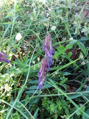 Vicia villosa