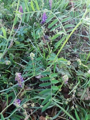 Vicia villosa