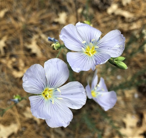 iNaturalist observation photo of Lewis flax