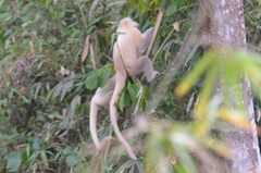 Trachypithecus geei