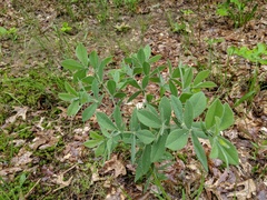 Baptisia bracteata