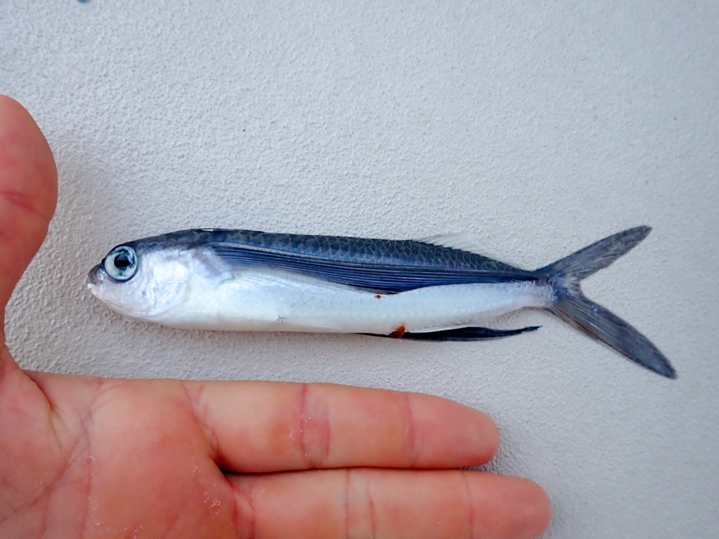 Blunt-snouted flying fish (Exocoetus obtusirostris) — Exocoetidae