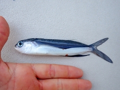 Oceanic Two-Wing Flyingfish photo 1