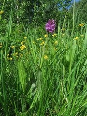 Dactylorhiza sibirica