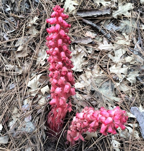 iNaturalist observation photo of Snowplant