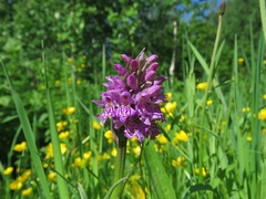 Dactylorhiza sibirica