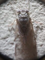 Proarna hilaris