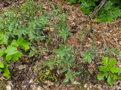 Baptisia bracteata