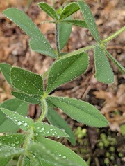 Baptisia bracteata