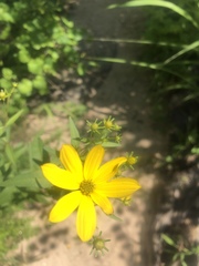 Coreopsis major